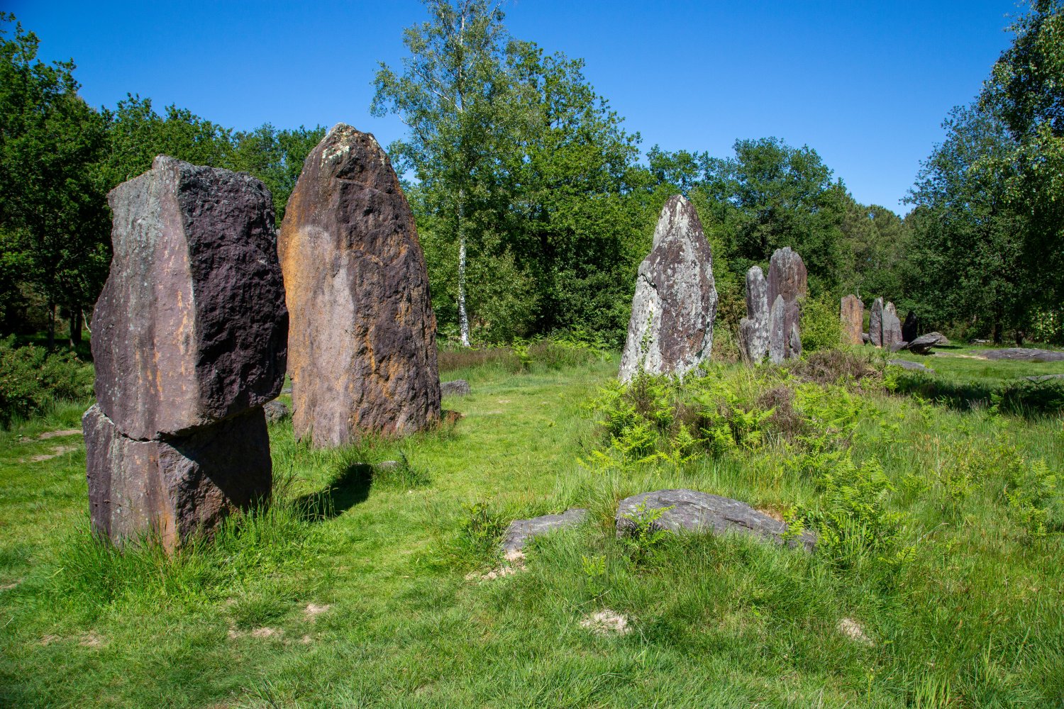 Réserve naturelle régionale des landes de Monteneuf